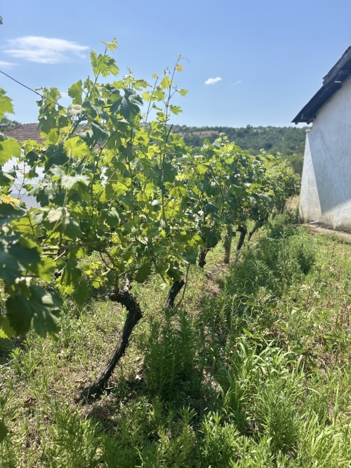 Geniş tamamlanmış 6 odalı ev ve büyük bahçe, Bulgarin köyü, Haskovo
